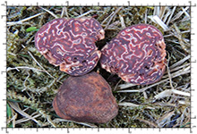 Hydnotrya tulasnei